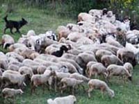 cane paratore/toccatore al lavoro con le pecore